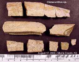 ctena01a.jpg (10542 bytes)