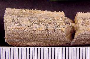 ctena06a.jpg (13448 bytes)