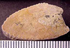 ctena07a.jpg (12143 bytes)