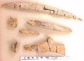 ctena15a.jpg (7086 bytes)