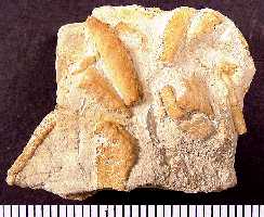 ctena16a.jpg (12376 bytes)