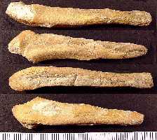 ctena17a.jpg (10972 bytes)