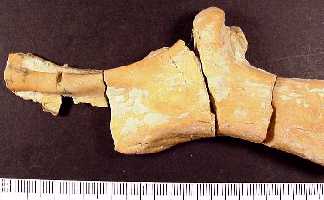 ctena18a.jpg (10389 bytes)