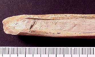 ctena19a.jpg (12372 bytes)