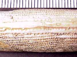 ctena21a.jpg (12079 bytes)