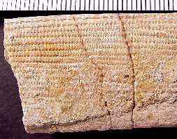 ctena22a.jpg (14753 bytes)