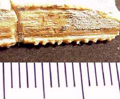 ctena24a.jpg (9861 bytes)