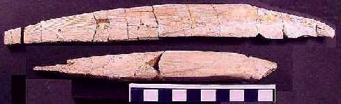ctena25a.jpg (13341 bytes)