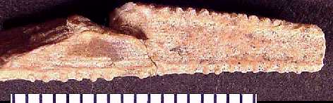 ctena28a.jpg (15756 bytes)
