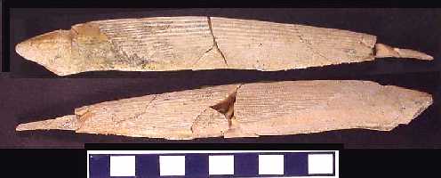 ctena29a.jpg (14075 bytes)