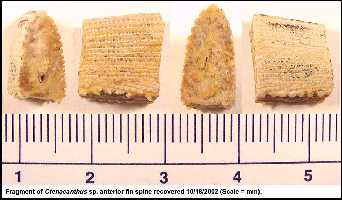 ctena33a.jpg (13350 bytes)