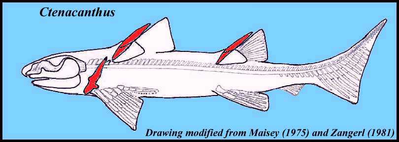 ctenaca3.jpg (32094 bytes)