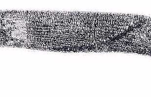 romer42a.jpg (13707 bytes)