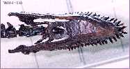 1588-21a.jpg (4954 bytes)