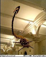 AMNH FR29078-1a.jpg (9953 bytes)