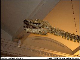 AMNH FR29078-2a.jpg (12852 bytes)
