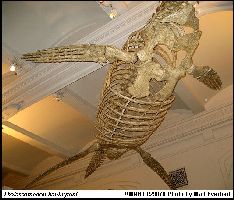AMNH FR29078-3a.jpg (14465 bytes)