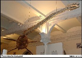 AMNH FR29078a.jpg (16363 bytes)