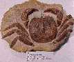crab01a.jpg (2697 bytes)