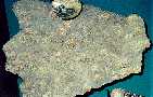 crinoida.jpg (3785 bytes)