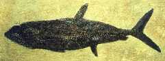 pachy01a.jpg (4853 bytes)