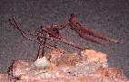 ptero2a.jpg (3288 bytes)