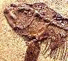 x-fish4a.jpg (4185 bytes)