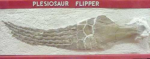 esu-plia.jpg (17737 bytes)