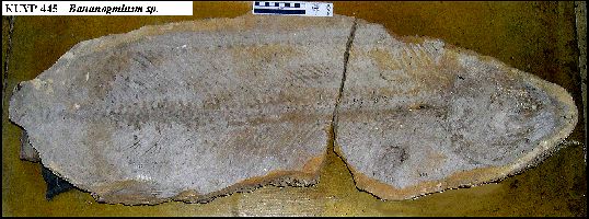 KUVP 445Ca.jpg (39104 bytes)
