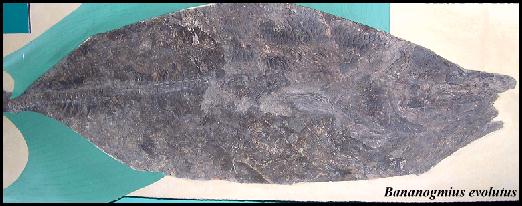 vp-2182a.jpg (28915 bytes)