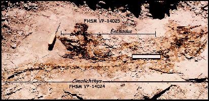 !CIMY01B.jpg (37527 bytes)