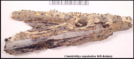 NEWCIM1A.jpg (24020 bytes)