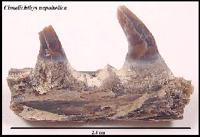 NEWCIM5A.jpg (14181 bytes)