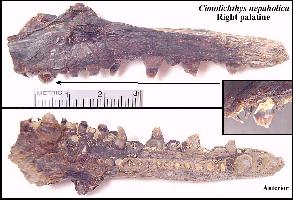 NEWCIM7A.jpg (18098 bytes)