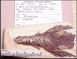 VP2470A.jpg (16658 bytes)