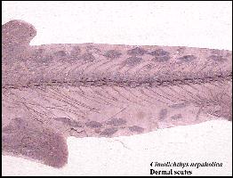 cimscuta.jpg (14053 bytes)