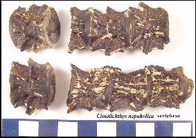 cimverta.jpg (19106 bytes)