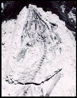 mjecimb2.jpg (10882 bytes)
