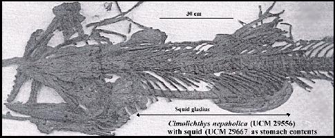 squidcia.jpg (32129 bytes)