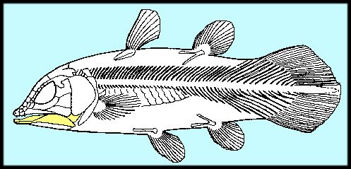 coelacan.jpg (38701 bytes)