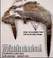 EPC-Enchodus2002-2a.jpg (12112 bytes)
