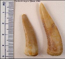 Enchodus-libycusa.jpg (11034 bytes)