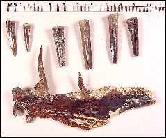 ench-fna.jpg (10065 bytes)
