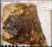 KUVP 296a.jpg (19292 bytes)