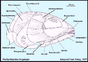 PACHHEAA.jpg (13295 bytes)