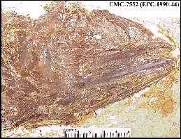 cmc7552y.jpg (15956 bytes)
