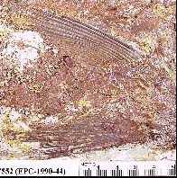 cmc7552z.jpg (14229 bytes)