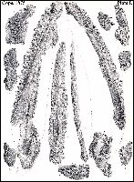 cope187a.jpg (14006 bytes)