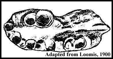 loomis1a.jpg (21736 bytes)