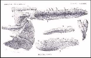 pachyrha.jpg (14309 bytes)